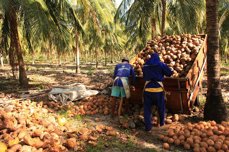 Workers At Fazenda Santa Rita Unique