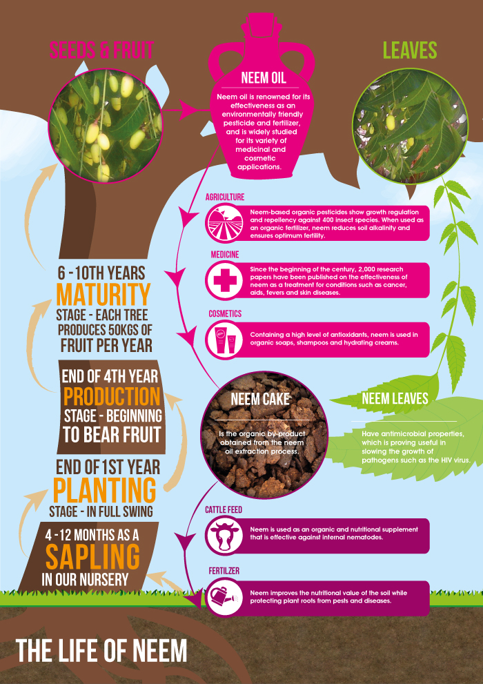 067-Neem-Infographic – Unique