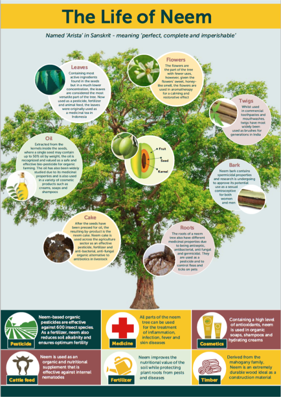 The Life Of Neem Infographic Unique 5648