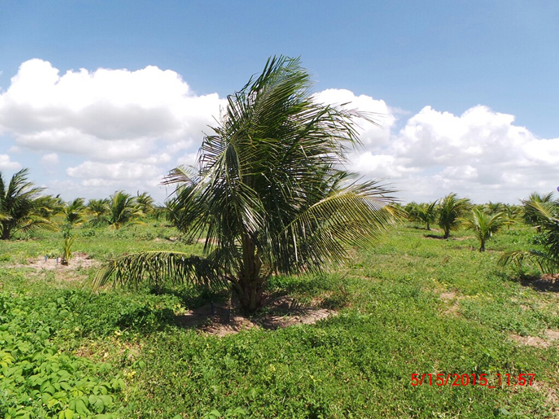 Healthy and tall green coconut trees