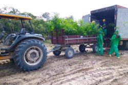 1,000 More Saplings Have Arrived on FRG