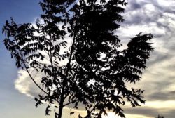 A neem silhouette
