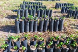 A New Generation of Neem Saplings Showing Promising Growth