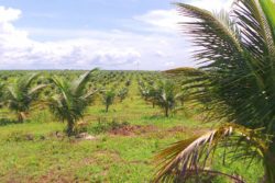Coconut Palms on FLG Showing Promising Growth
