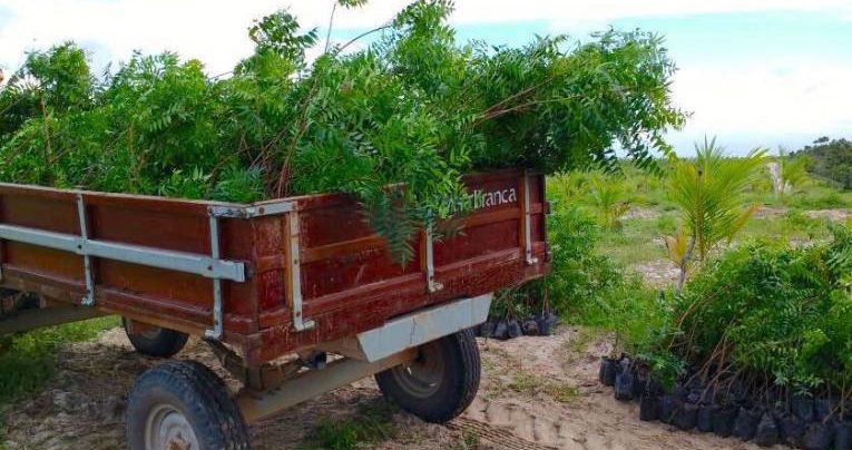 Another Delivery of Neem Saplings on FPG