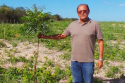 Impressive Growth for Neem Trees on Fazenda Palmeira Grande
