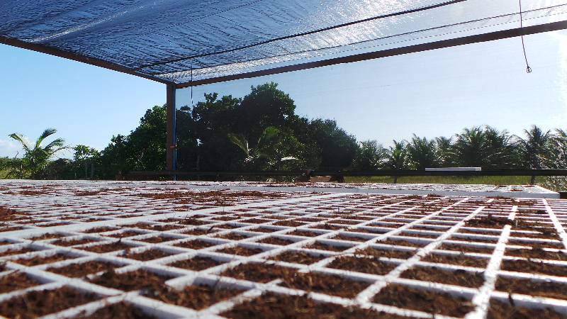 Neem Nursery
