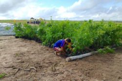 Planting A New Batch of Saplings on Fazenda Rio Grande