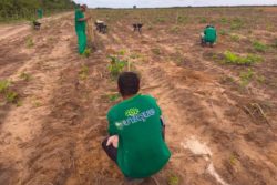 Planting Neem While Safeguarding the Soil