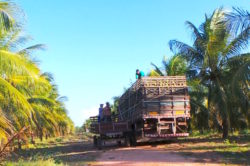 Transporting the Final Neem Saplings to Fazenda Rio Grande