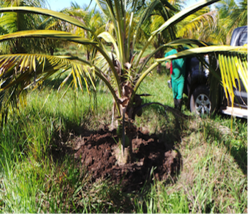 Coconut Husk